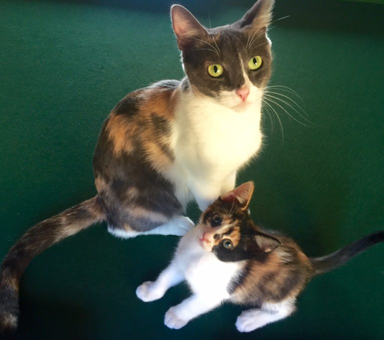 Adopt A Pet: Calico Cats Need Some Love