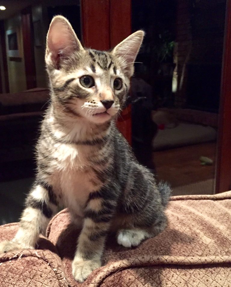 Adopt A Pet: Donnie the Adorbs Kitten