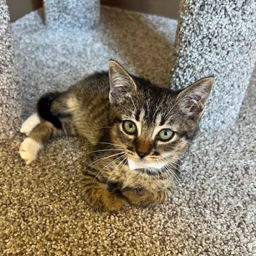 Available Cats