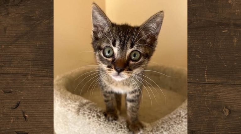 Meet Apple