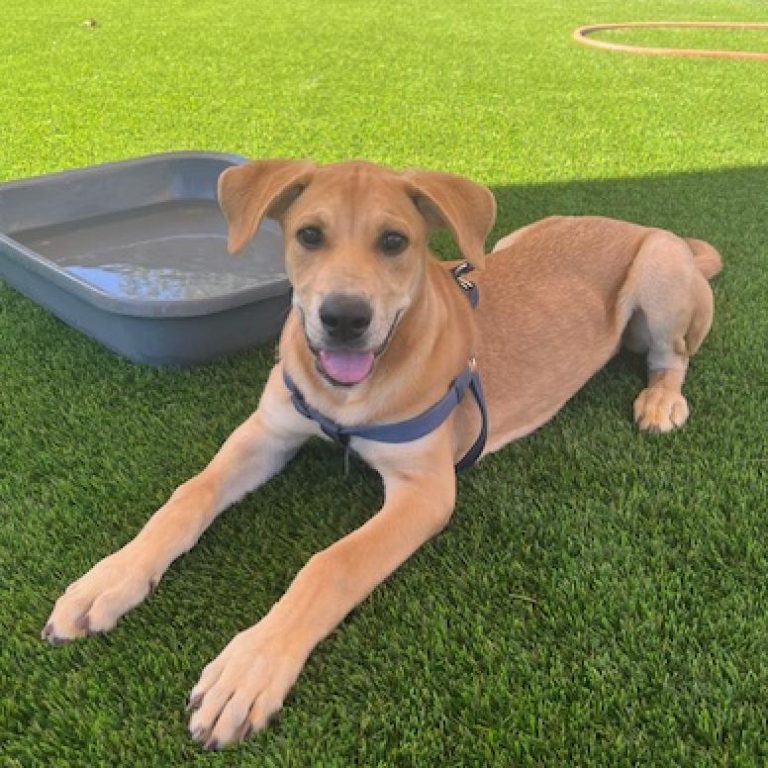 Meet Clementine
