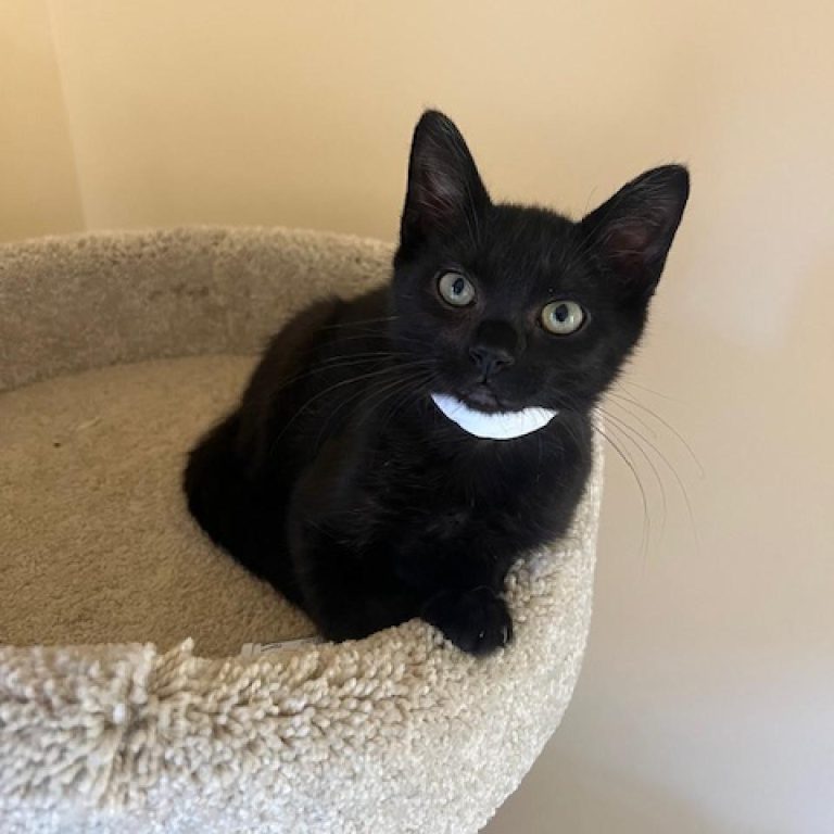 Meet Cody