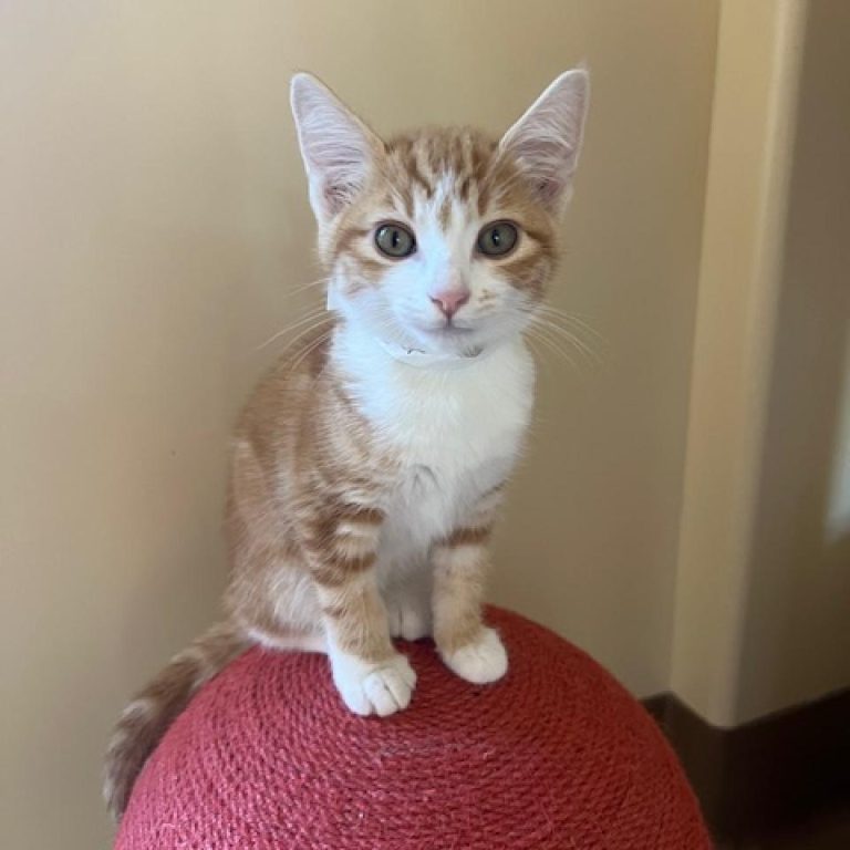 Meet Ginger