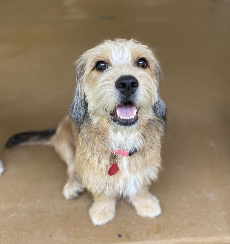 Meet Goldie