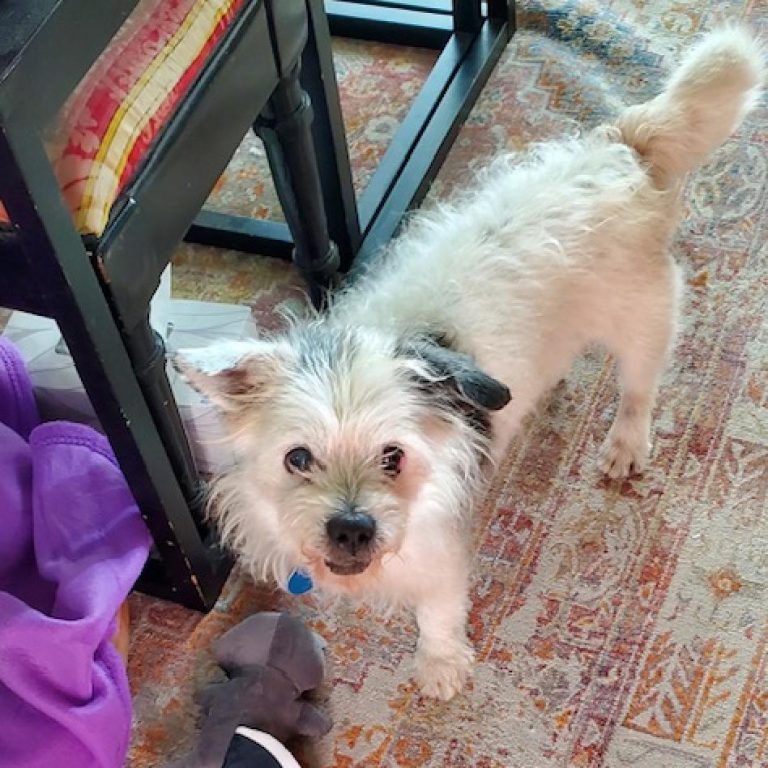 Meet Harlie