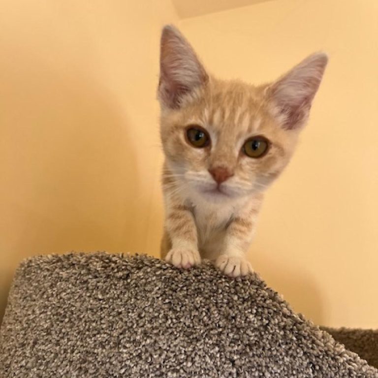 Meet Lilly