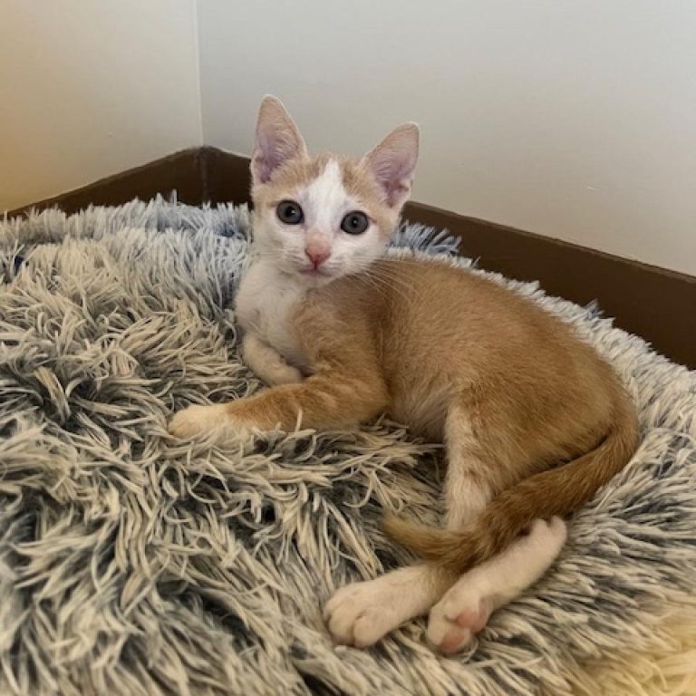 Meet Macaroni