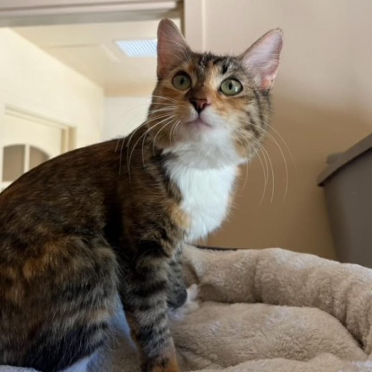 Meet Penny