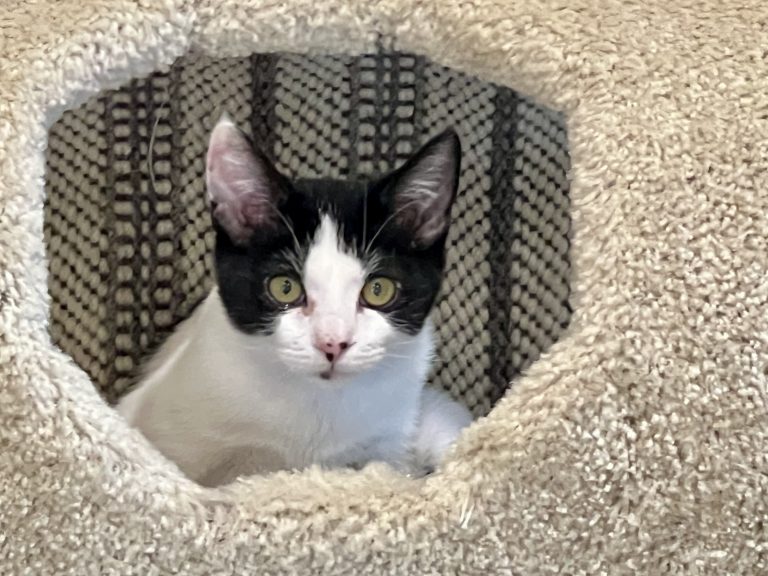 Adoptable Cat