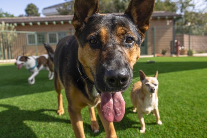 Grand Opening of Rescue & Adoption Center Agoura Hills