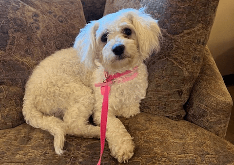 Meet Simone