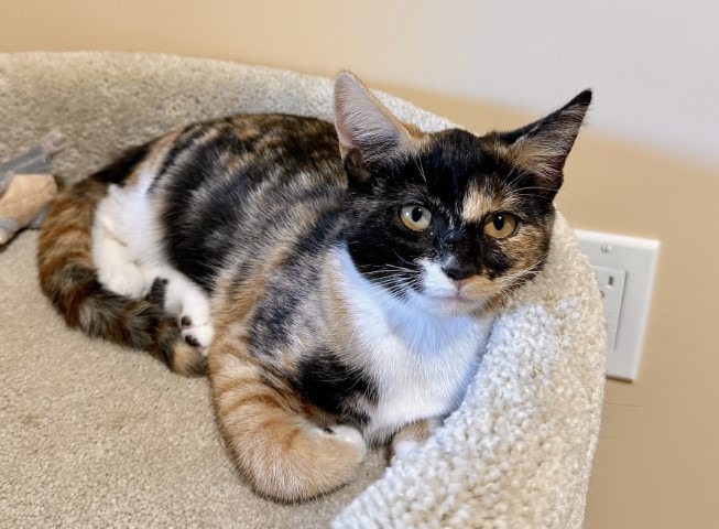Meet Audrey Hepburn