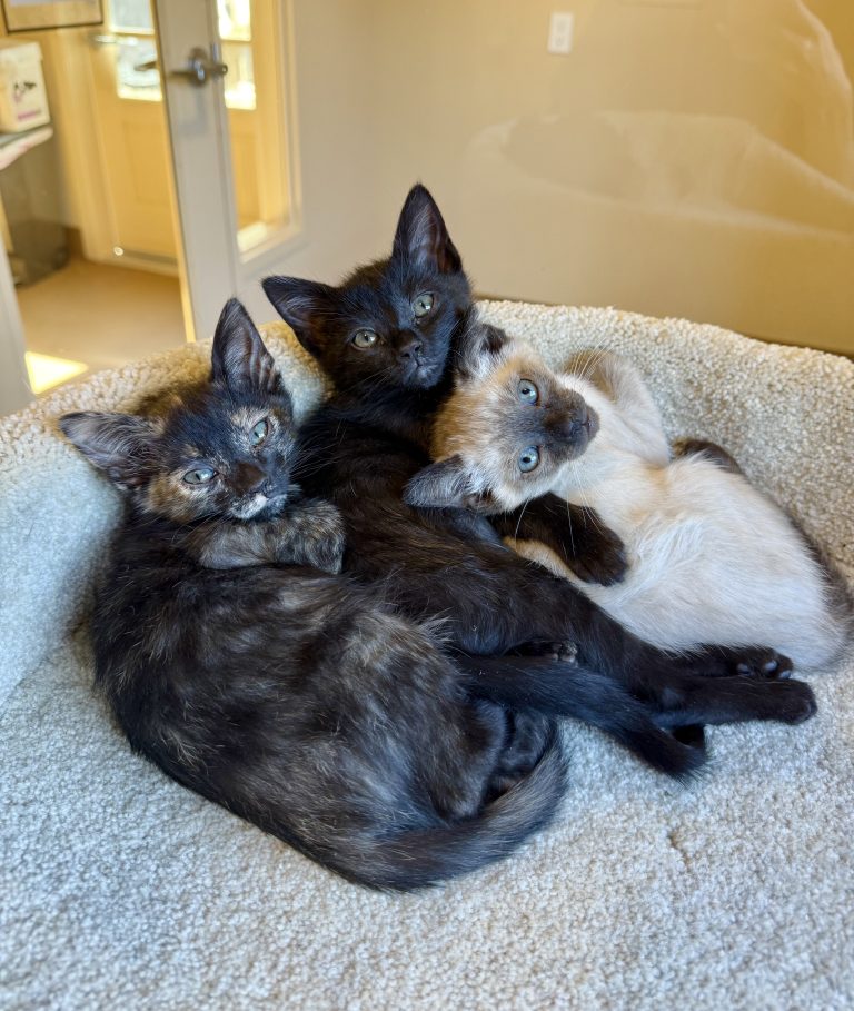 Meet Archie, Gus & Dolly