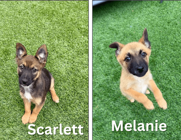 Meet Scarlett and Melanie