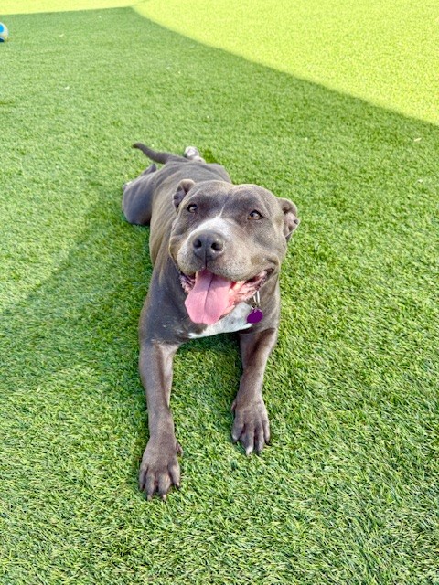 Betsy ready to find a home.