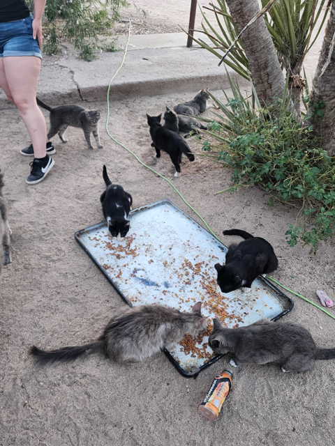 A Case of Cat Hoarding: ERF to The Rescue