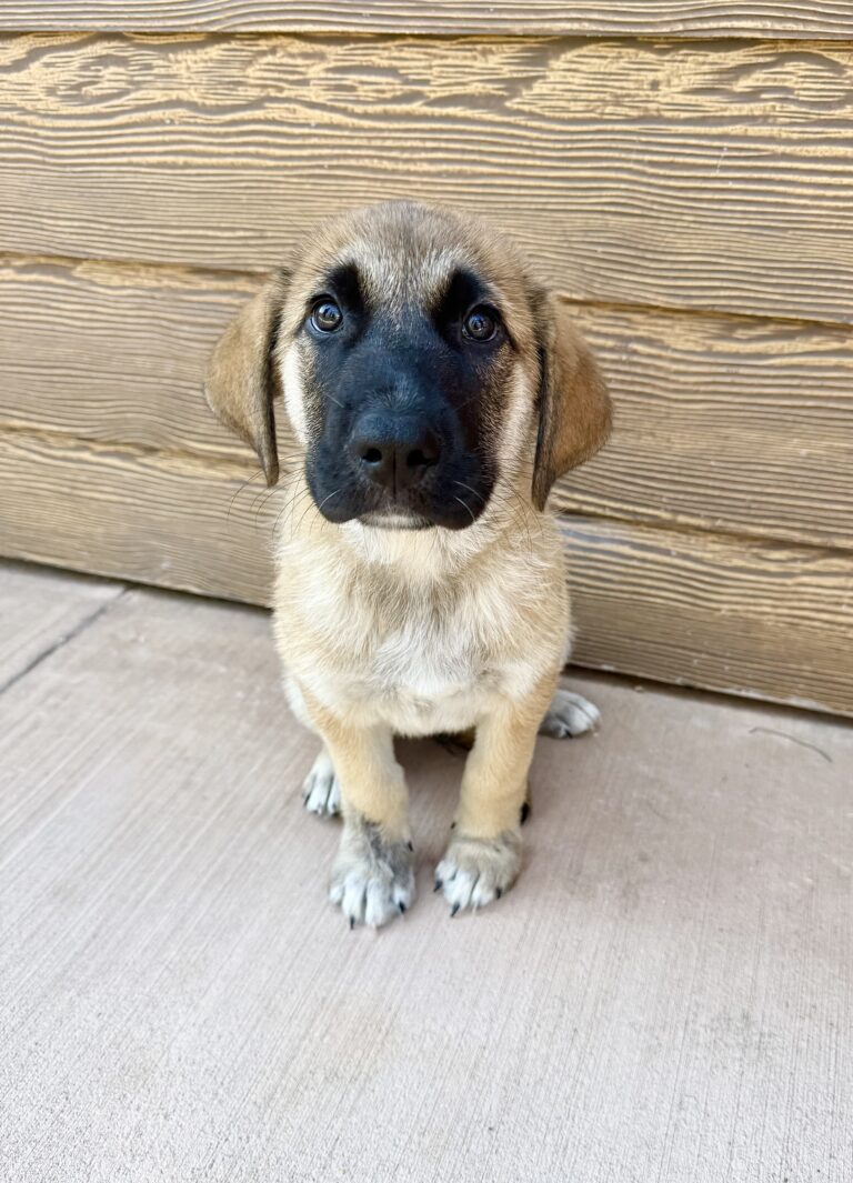 Meet Bobby