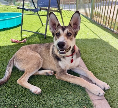 The “Dog Days of Summer” Aren’t What You May Think