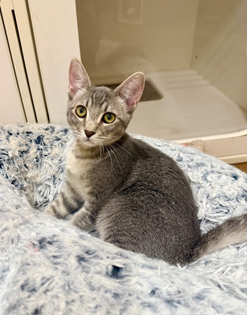 Meet Kashi