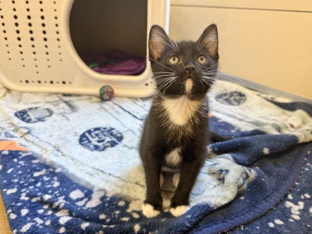 Meet Falafel
