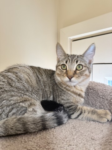 Meet Falcon
