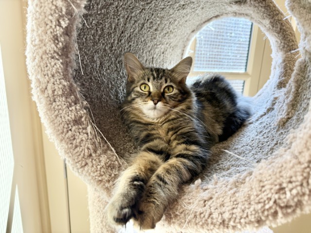 Meet Finch