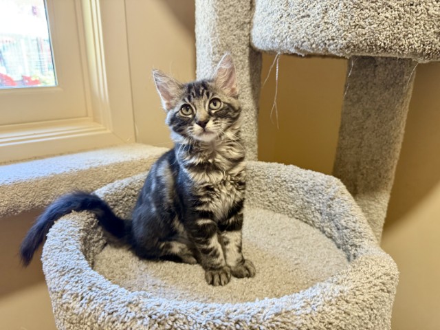 Meet Fortune