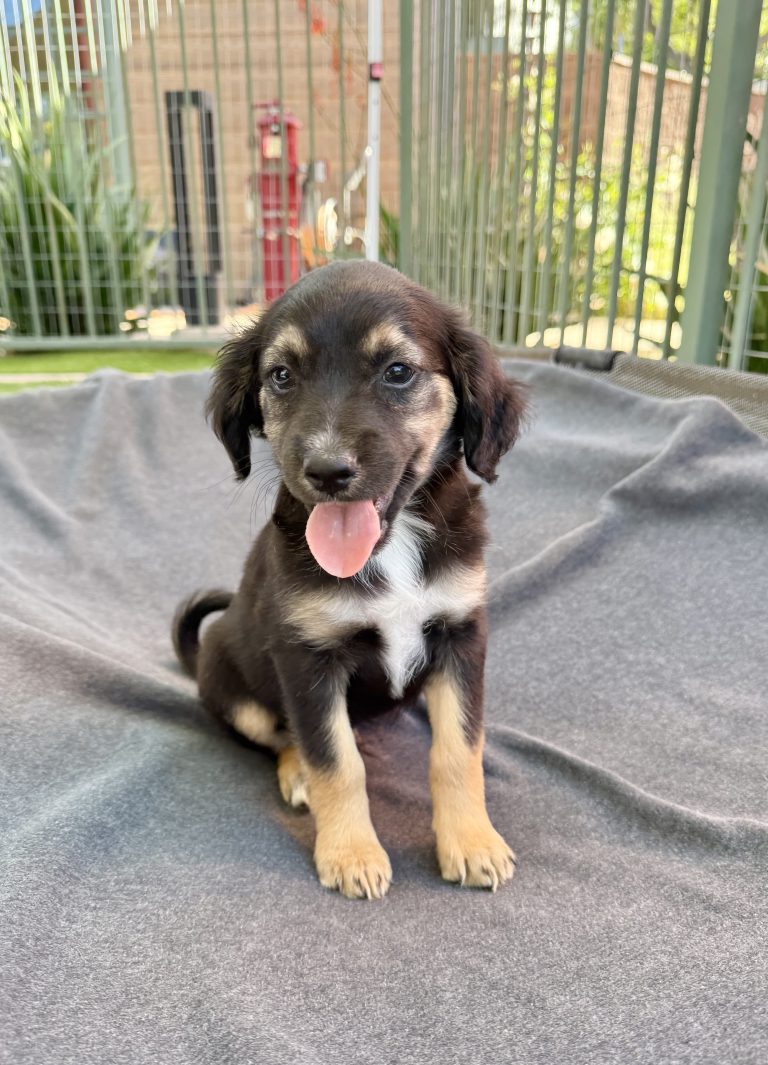 Meet Hermosa