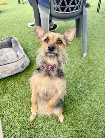 Adoptable Small Dog Gnocchi