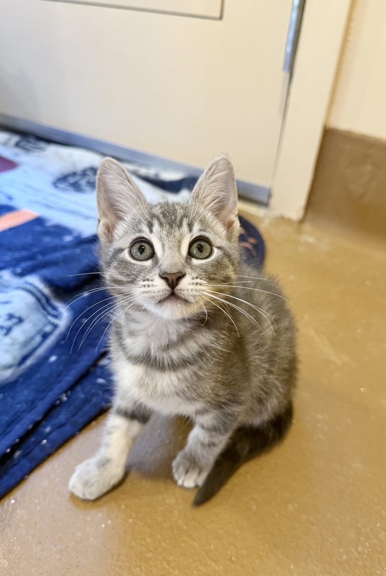 Meet Pita
