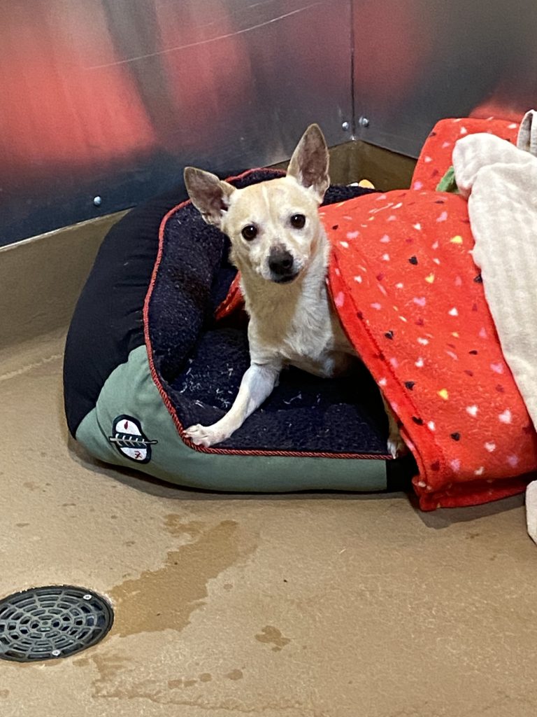 From Hiding to Hope: Larry’s Adoption Story at Eastwood Ranch