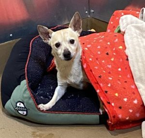 Larry's Pet Adoption Story