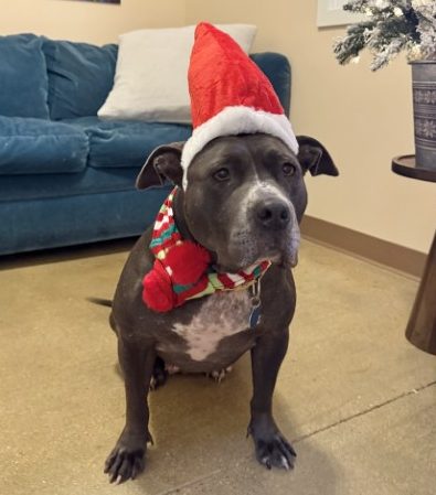 Big dog breeds tend to take a bit longer find a home.