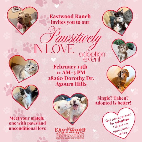 Pawsitively in Love – Valentine’s Day Adoption Event