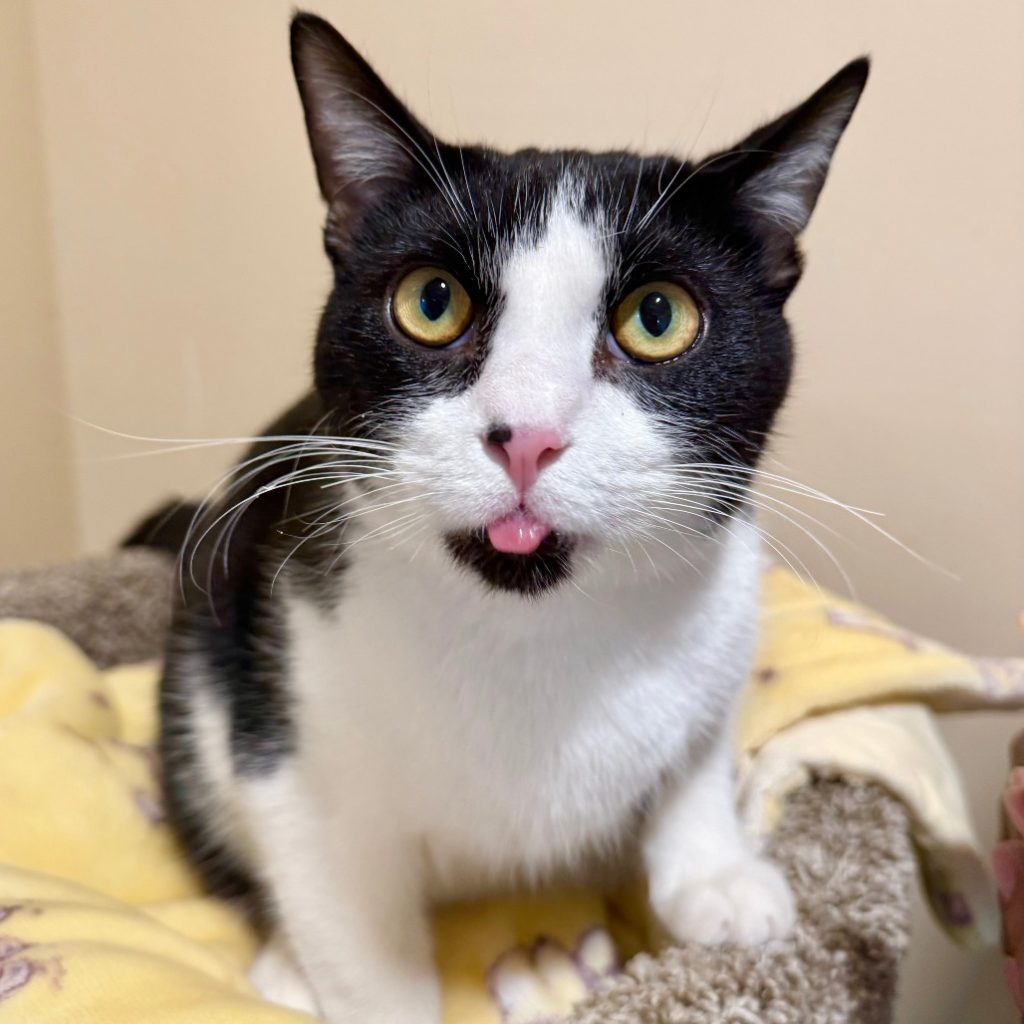 Eastwood Ranch Pet Adoption